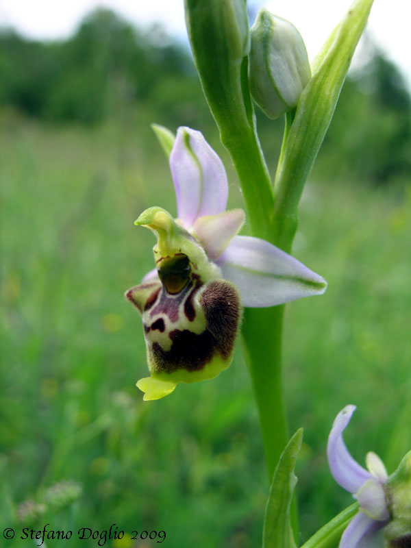 Ophrys fuciflora subsp. elatior (O. tetraloniae)